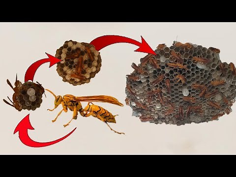 Yellow paper wasp nesting, eggs hatching and life cycle
