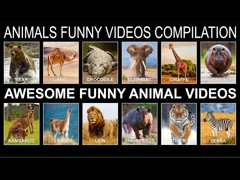 ANIMALS FUNNY VIDEOS COMPILATION