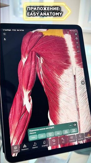 ЛУЧШАЯ 3D АНАТОМИЯ МЫШЦ только в мобильном приложении EASY ANATOMY