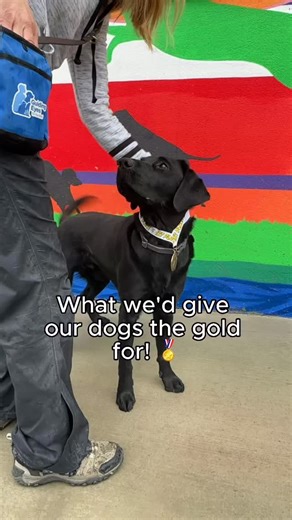 As the Olympics come to a close, we couldn’t help but share our own gold-medalists here at Guiding Eyes! Our games might look different than the ones you’ll see on TV, but our athletes are professionals just the same! Video description: 1] Male black lab wags his tail as his trainer places a gold paw print medal around his neck. Text: What we’d give our dogs the gold for 🏅 2] Male black lab Olympus sits in a mountain of snow and looks regally towards the camera while wearing a gold paw print me