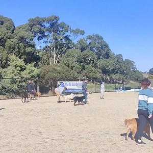 15 reactions | Large dog social class enjoying the sunshine  | Refine Your Canine Dog Training | Facebook