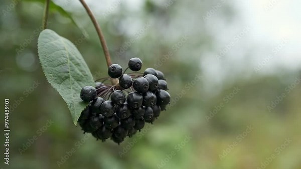 Close-up of a branch of Eleutherococcus senticosus with fruits.