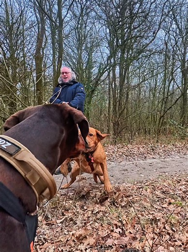 Canicrossen met Zohar: Een Veiligheidsaanpak