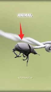 1.6M views · 10K reactions | Butcher Bird ! Shrike . . . . . . . .#facts #animals #knowledge #reels #animals #trending #nature #documentary #forest #trendingreels #viralvideos #earth #birds #dangerous | Sciencevice | Facebook