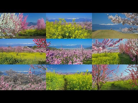 [4K] 桃と桜と菜の花の絶景、桃源郷の甲府盆地 Superb view of peach,cherry & rape blossoms;Yamanashi Kofu Basin in spring