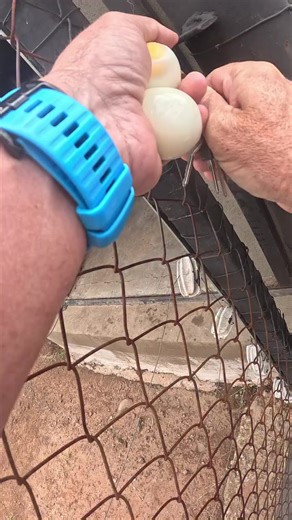 Caring for Lions: Treats and Compassionate Sponsorship