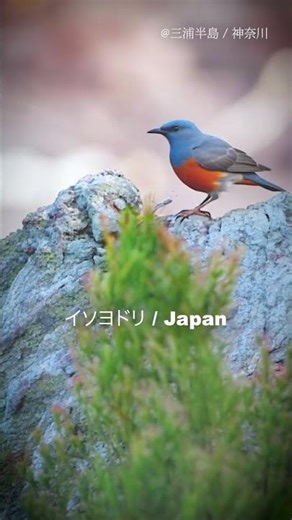 Beautiful Blue Rock Thrush / #asmr #nature