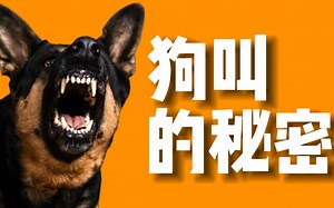 新手必看！7种狗狗吠叫的类型&解决方案