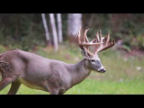 Top 10 Whitetail Deer Hunting States
