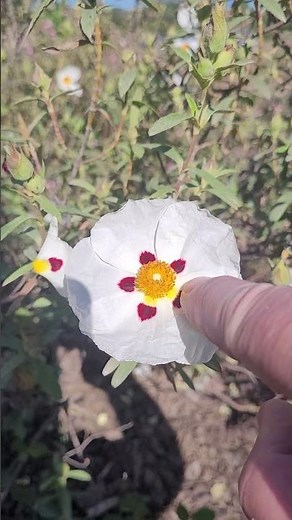 Le Ciste Ladanifère, un Super Cicatrisant Naturel à Redécouvrir !