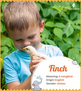 Finch Name Meaning, Origin, History, And Popularity
