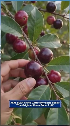 The Origin of Camu Camu, the Little Fruit from the Amazon Rainforest!