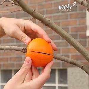 1M views · 3.1K reactions | Creative planting hacks using fruits! | Simple ideas | Facebook