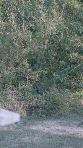 149K views · 4.8K reactions | Florida alligator vs a Florida crocodile #onlyinflorida #florida #omgitswicks | Omgitswicks | Facebook