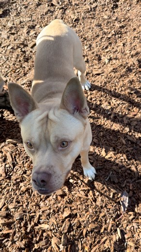 Meet Rasputin! 🐾 This 4-year-old pit bull mix is basically a big marshmallow in dog form — sweet, soft, and guaranteed to melt your heart. Rasputin’s the perfect combo of chill and silly. He loves walks, belly rubs, and any excuse to show off his goofy grin. He’s easy on the leash, quick to make friends, and always down for a good couch snuggle after a little adventure. He’d do best with kids old enough to appreciate his enthusiastic hugs, and he’s flexible about where he lives — house, apartme