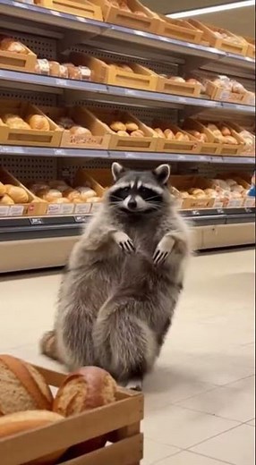 Raccoon Dancing (100% Real, Trust 😂)