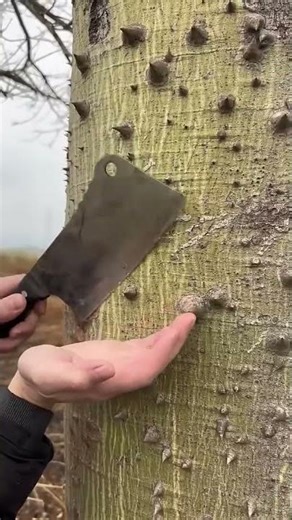 Catalpa tree burl thorn cutting process