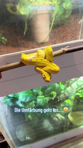 #morelia #viridis #baumpython #qualitytime #clutch