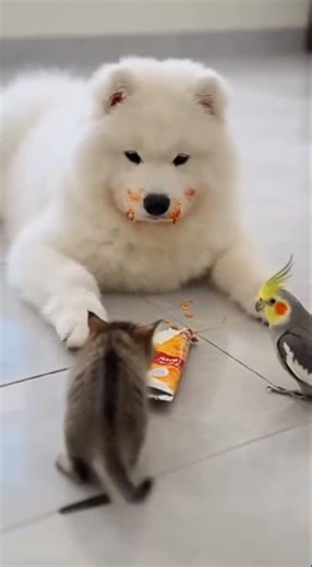 Who broke the package Puppy says not me Pawfect alibi #puppy #funny #pets