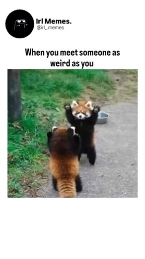 Irl Memes. on Instagram: "If meetings had bloopers, half of your workday would be a comedy show. We’ve all sat through that one meeting that starts off normal and slowly descends into pure chaos. Awkward silences, accidental unmuting, frozen screens, and the classic “Can you hear me?” loop turn what should be a simple discussion into something oddly unforgettable. These weird meetings aren’t rare exceptions—they’re a side effect of today’s heavily virtual work culture, where miscommunication and