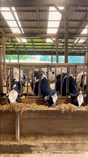 La Vaca Lechera (The Dairy Cow) 🐄 #nurseryrhymes #kidssongs #kidsvideo #singalong #children #kids