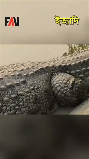 খানজাহান (র.) - এর মাজারের দিঘির কুমির 'কালা পাহাড়' ও 'ধলা পাহাড়' | ইত্যাদি বাগেরহাট পর্ব #shorts
