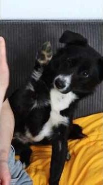 Meet My SAMTPFOTE 🐾 (German Pet Names Explained) #germanlanguage #german #pets #puppy