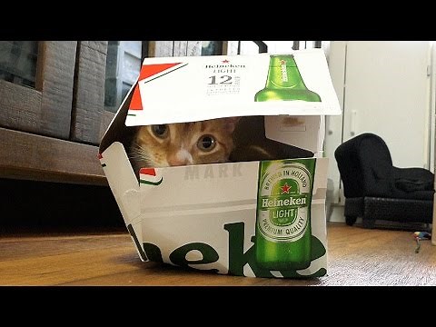 A Cat's Guide to Boxes