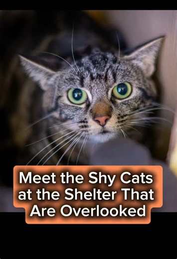 Adopt Shy Cats from South Los Angeles Animal Shelter