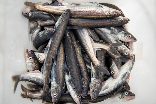Smelt dipping approved in Washington; sturgeon warning for Monday fishery