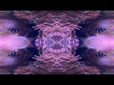 Stone Sober - Oddfish (Official Music Video)