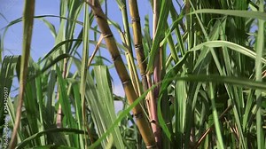 Sugar Cane moving in the wind, Medium Shot