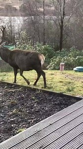 14M views · 153K reactions | We thought we were just feeding the birds until ‘Royalty’ arrived 歷歷歷 To use this video in a commercial player or in a broadcast, please email licensing@storyful.com | Glenfinnan House Hotel | Facebook