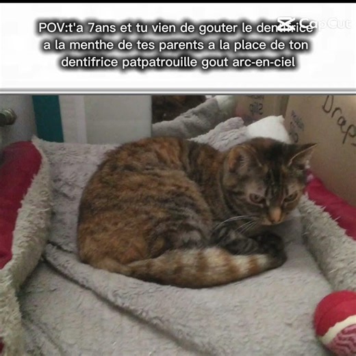 ptdrrr c’est mon chat (note sur 10 ??)