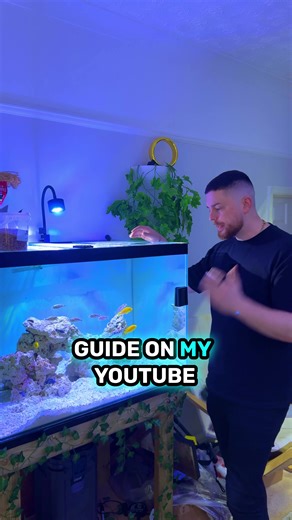 How to Keep Mbuna Cichlids Like a Pro 🐠 | Bright Colors, Bold Personalities! #Mbuna #AfricanCichlids #CichlidTank #FishKeeping #AquariumTips