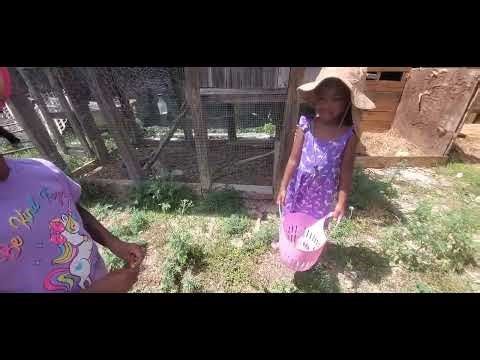 Egg Retrieving Time and New Baby Chicks With the Girls.