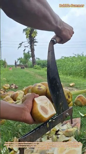 Découpe des fruits du palmier à sucre à l'aide d'une lame spécialisée