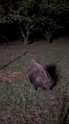A late night visitor