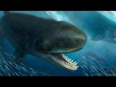 The prehistoric whale Livyatan
