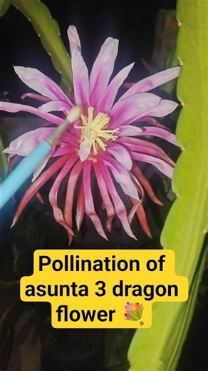 Cross pollination of dragon flower. Asunta 3 #dragonfarming #shortvideo #dragonfarming