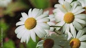 Flowers of a garden daisy in close-up. Natural nature summer background with daisies