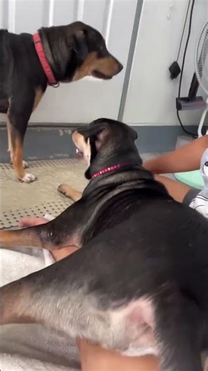 Don't come near Mommy, or I'll bite you! #dog #funnymoments #pet #funnydog #petlovers