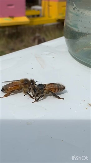 One of the most fascinating honey bee behaviors is something called trophallaxis. This happens when two bees meet face-to-face and exchange food mouth-to-mouth. It might look like they’re kissing, but really they’re sharing nectar, honey, or royal jelly! Why do they do this? 🐝To share food so every bee—workers, drones, and the queen—gets nourished 🐝To pass along important chemical signals (pheromones) about nectar quality, the queen’s health, and more 🐝To strengthen the hive’s bond, reminding