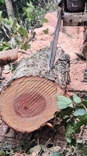 Learn to saw wood with a chainsaw fast and easy 💪🔥 #chainsaw #sthil #wood #asmr #woodwork