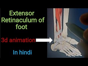 Extensor retinaculum of foot 3d animation in hindi | lower limb anatomy