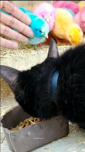 “Cat with Baby Chicks 🐱🐥 | Cute & Calm Animal Moment”
