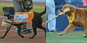 Bat dogs should be promoted to the Majors