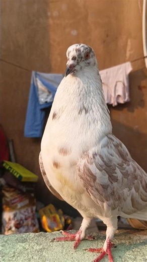 kithe chali ban ke kabootri#cute🥰 #walking#attitude#🕊️✨✨
