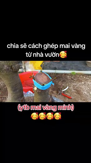anh em tham khảo chi tiết tại kênh ytb mai vàng minh 🥰 #ghepmaivang #maivang #bonsai #maivangmientay