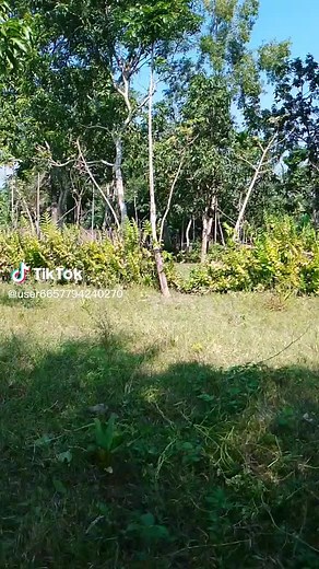 Bablu bablu (@babludsh)’s videos with original sound - Sumon